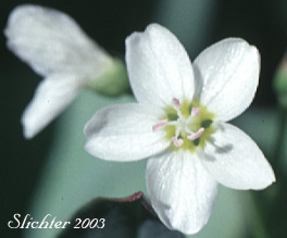 Flower of Heart-leaf Springbeauty, Broad-leaf Spring-beauty, Broad-leaf Montia: Claytonia cordifolia (Synonyms: Claytonia sibirica var. cordifolia, Montia cordifolia)