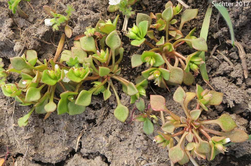 Cushion Miner's Lettuce, Rosetted Springbeauty: Claytonia rubra ssp. depressa (Synonyms: Claytonia parviflora var. depressa, Claytonia perfoliata var. depressa, Montia perfoliata var. depressa)