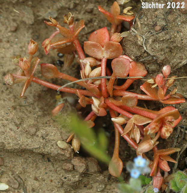 Cushion Miner's Lettuce, Rosetted Springbeauty: Claytonia rubra ssp. depressa (Synonyms: Claytonia parviflora var. depressa, Claytonia perfoliata var. depressa, Montia perfoliata var. depressa)