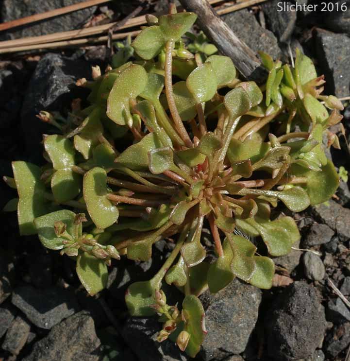 Cushion Miner's Lettuce, Rosetted Springbeauty: Claytonia rubra ssp. depressa (Synonyms: Claytonia parviflora var. depressa, Claytonia perfoliata var. depressa, Montia perfoliata var. depressa)