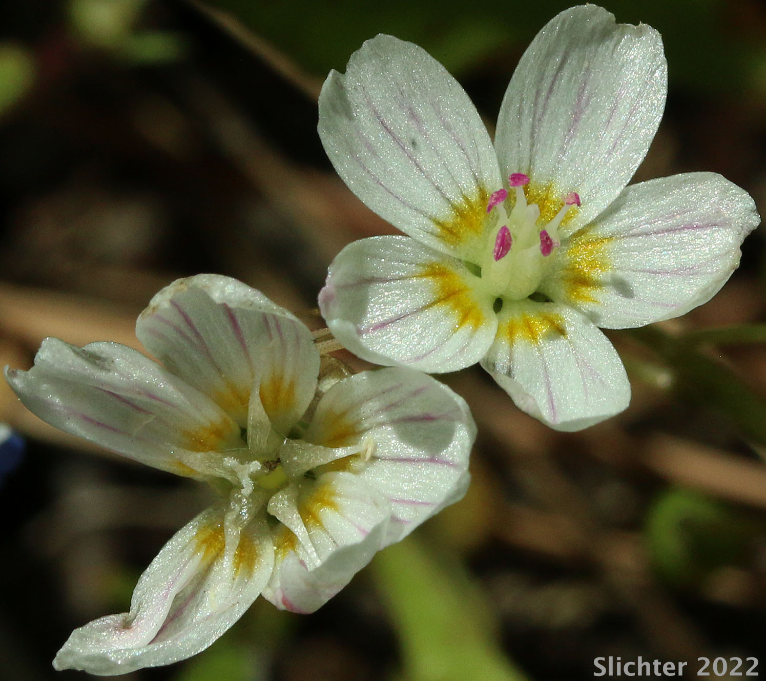 Flowers of Western Spring Beauty, Lance-leaf Spring Beauty: Claytonia lanceolata (Synonyms: Claytonia caroliniana, Claytonia caroliniana var. piersonii, Claytonia lanceolata ssp. chrysantha, Clatonia lanceolata var. idahoensis, Claytonia lanceolata var. piersonii, Claytonia sessilifolia)