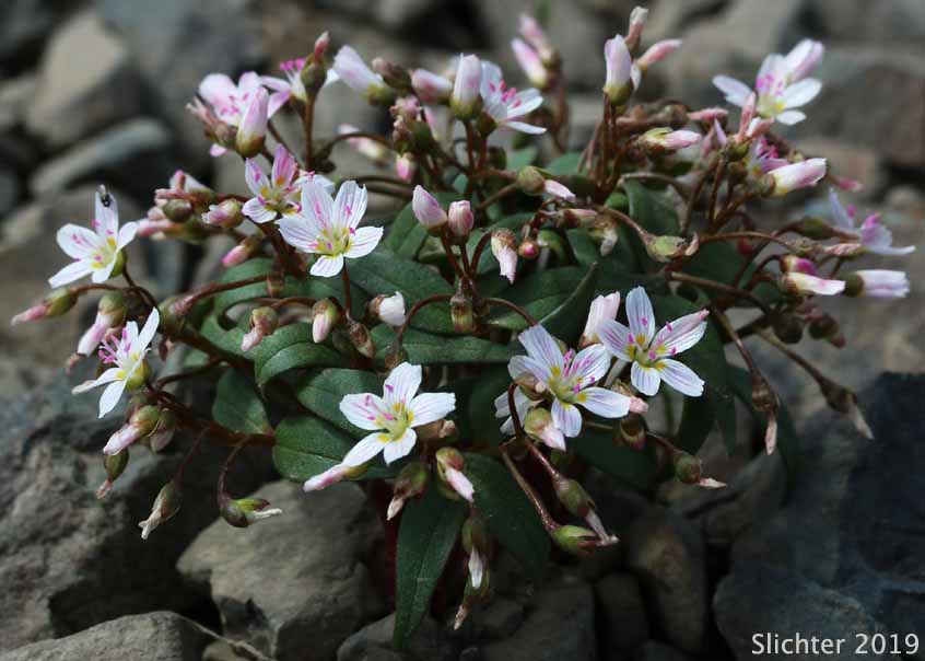 Western Spring Beauty, Lance-leaf Spring Beauty: Claytonia lanceolata (Synonyms: Claytonia caroliniana, Claytonia caroliniana var. piersonii, Claytonia lanceolata ssp. chrysantha, Clatonia lanceolata var. idahoensis, Claytonia lanceolata var. piersonii, Claytonia sessilifolia)