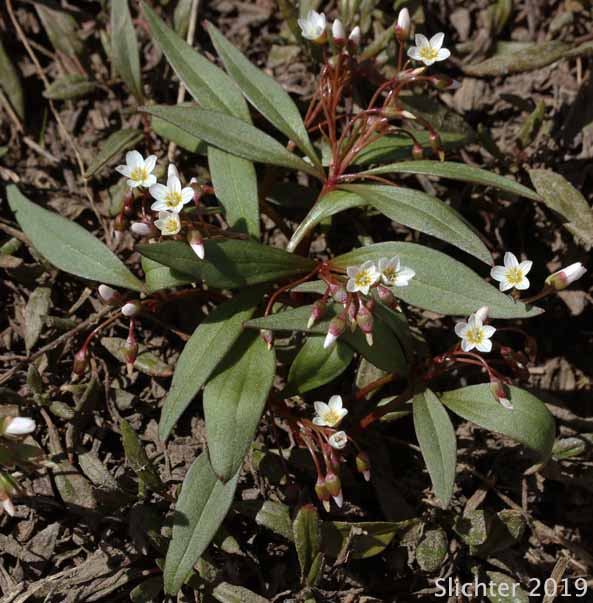 Western Spring Beauty, Lance-leaf Spring Beauty: Claytonia lanceolata (Synonyms: Claytonia caroliniana, Claytonia caroliniana var. piersonii, Claytonia lanceolata ssp. chrysantha, Clatonia lanceolata var. idahoensis, Claytonia lanceolata var. piersonii, Claytonia sessilifolia)