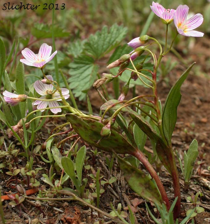 Western Spring Beauty, Lance-leaf Spring Beauty: Claytonia lanceolata (Synonyms: Claytonia caroliniana, Claytonia caroliniana var. piersonii, Claytonia lanceolata ssp. chrysantha, Clatonia lanceolata var. idahoensis, Claytonia lanceolata var. piersonii, Claytonia sessilifolia)