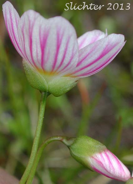Western Spring Beauty, Lance-leaf Spring Beauty: Claytonia lanceolata (Synonyms: Claytonia caroliniana, Claytonia caroliniana var. piersonii, Claytonia lanceolata ssp. chrysantha, Clatonia lanceolata var. idahoensis, Claytonia lanceolata var. piersonii, Claytonia sessilifolia)