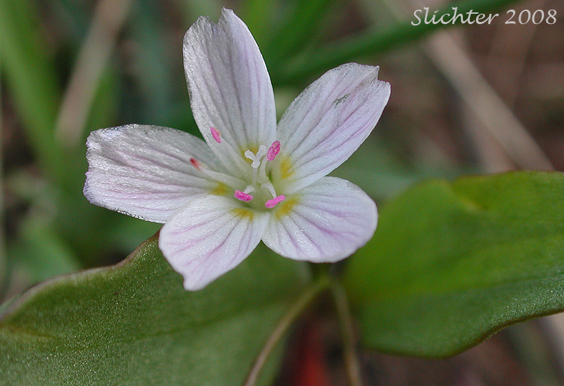 Close-up of Claytonia lanceolata