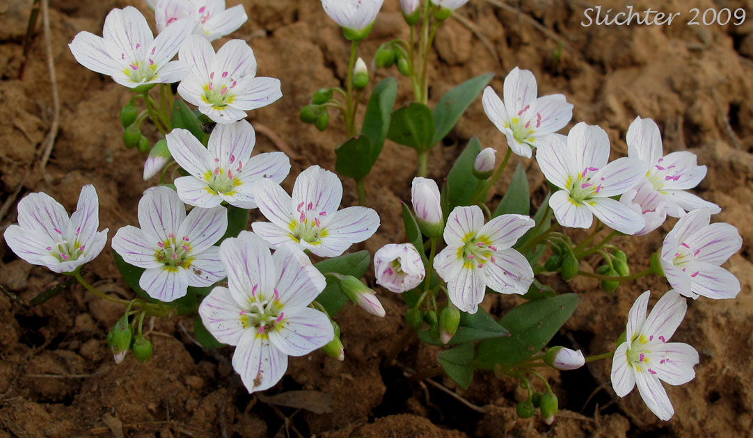 Western Spring Beauty, Lance-leaf Spring Beauty: Claytonia lanceolata (Synonyms: Claytonia caroliniana, Claytonia caroliniana var. piersonii, Claytonia lanceolata ssp. chrysantha, Clatonia lanceolata var. idahoensis, Claytonia lanceolata var. piersonii, Claytonia sessilifolia)