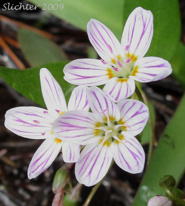 Western Spring Beauty, Lance-leaf Spring Beauty: Claytonia lanceolata (Synonyms: Claytonia caroliniana, Claytonia caroliniana var. piersonii, Claytonia lanceolata ssp. chrysantha, Clatonia lanceolata var. idahoensis, Claytonia lanceolata var. piersonii, Claytonia sessilifolia)