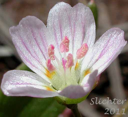 Close-up of the flower of Western Spring Beauty, Lance-leaf Spring Beauty: Claytonia lanceolata (Synonyms: Claytonia caroliniana, Claytonia caroliniana var. piersonii, Claytonia lanceolata ssp. chrysantha, Clatonia lanceolata var. idahoensis, Claytonia lanceolata var. piersonii, Claytonia sessilifolia)