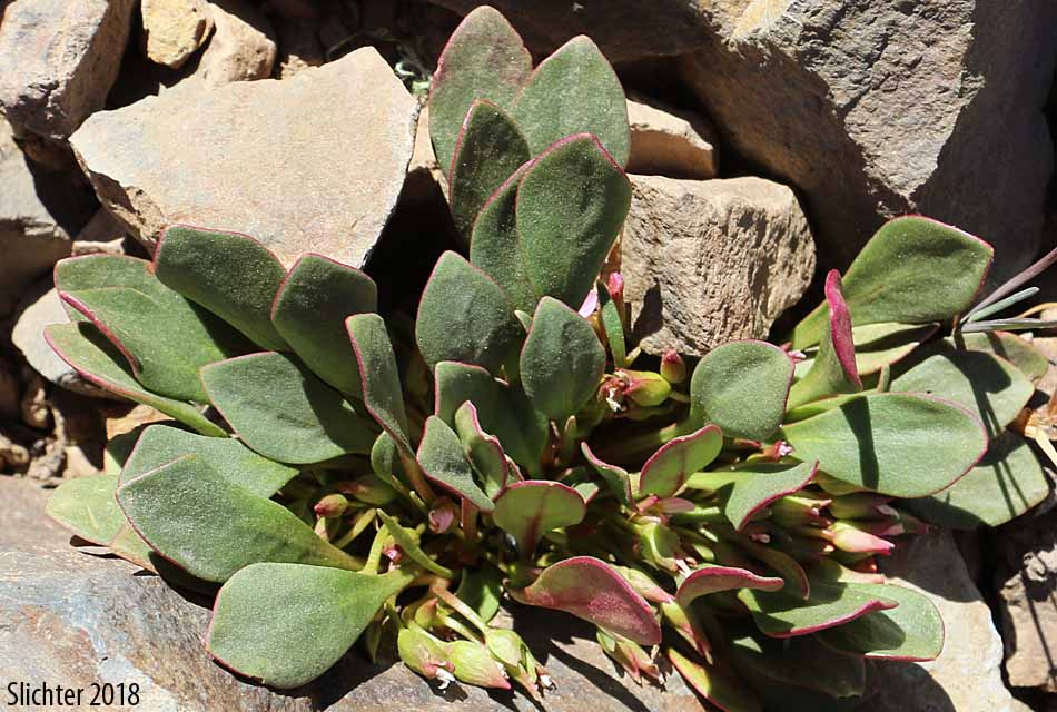 Alpine Springbeauty, Fell Fields Claytonia: Claytonia megarhiza (Synonyms: Claytonia arctica, Claytonia arctica var. megarhiza, Claytonia megarhiza var. bellidifolia, Claytonia megarhiza var. megarhiza, Claytonia megarhiza var. nivalis)