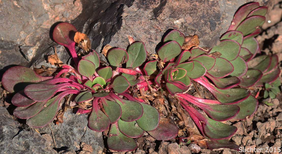 Basal leaf rosettes of Alpine Springbeauty, Fell Fields Claytonia: Claytonia megarhiza (Synonyms: Claytonia arctica, Claytonia arctica var. megarhiza, Claytonia megarhiza var. bellidifolia, Claytonia megarhiza var. megarhiza, Claytonia megarhiza var. nivalis)