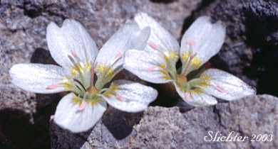 Alpine Springbeauty: Claytonia megarhiza var. bellidifolia