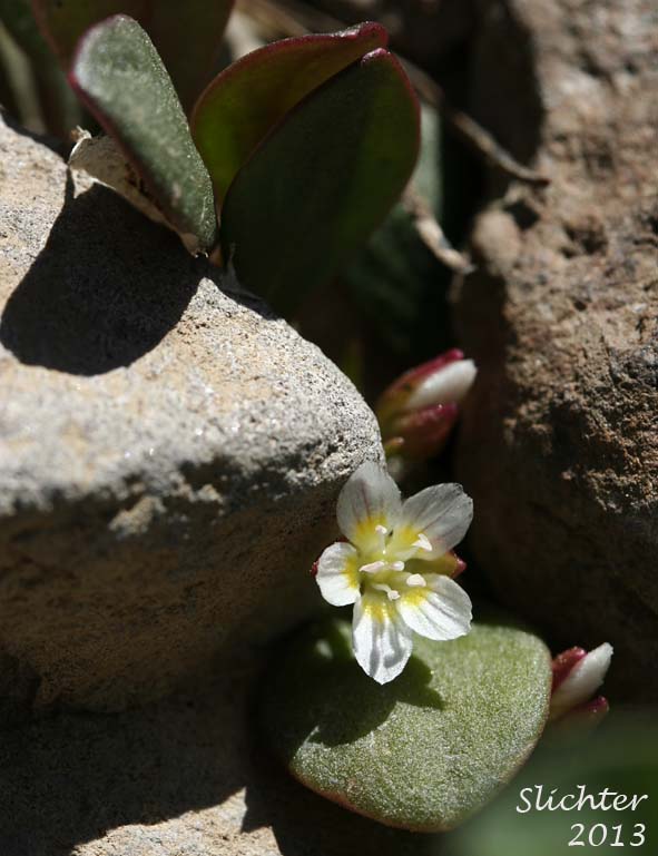 Alpine Springbeauty, Fell Fields Claytonia: Claytonia megarhiza (Synonyms: Claytonia arctica, Claytonia arctica var. megarhiza, Claytonia megarhiza var. bellidifolia, Claytonia megarhiza var. megarhiza, Claytonia megarhiza var. nivalis)
