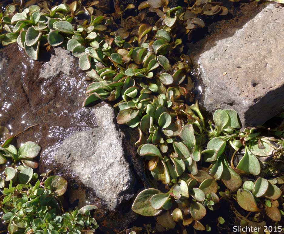 Sierra Springbeauty, Sierran Spring Beauty: Claytonia nevadensis