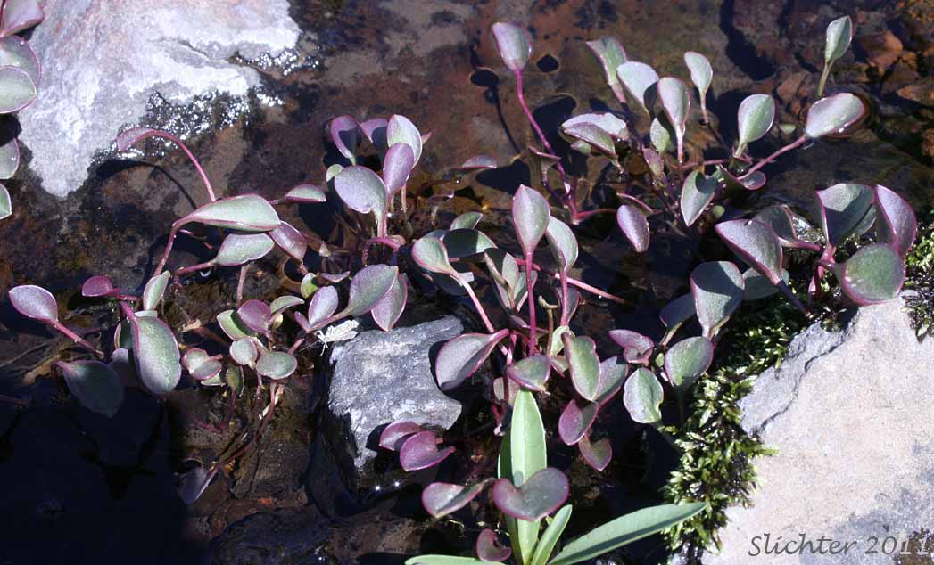 Masses of leaves of Sierra Springbeauty, Sierran Spring Beauty: Claytonia nevadensis