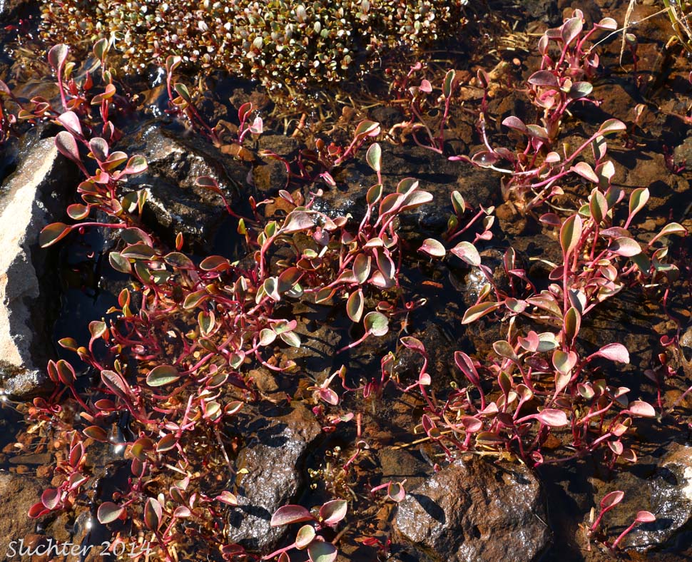 Sierra Springbeauty, Sierran Spring Beauty: Claytonia nevadensis