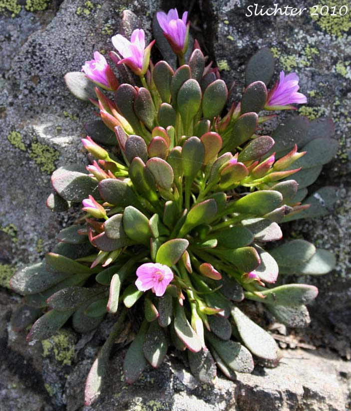 Wenatchee Springbeauty: Claytonia megarhiza var. nivalis (Synonyms: Claytonia arctica, Claytonia arctica var. megarhiza, Claytonia megarhiza var. megarhiza, Claytonia megarhiza var. nivalis)