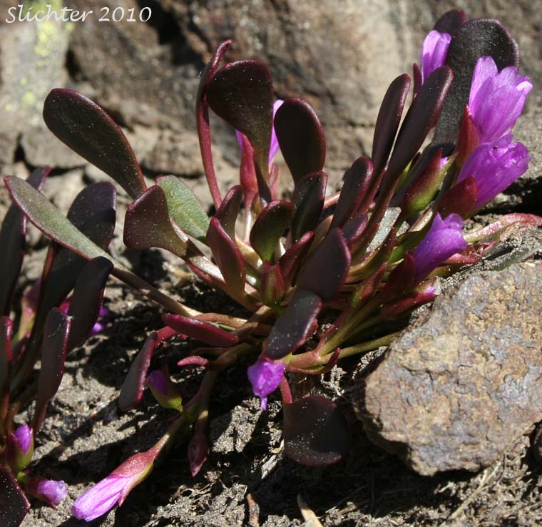 Wenatchee Springbeauty: Claytonia megarhiza var. nivalis (Synonyms: Claytonia arctica, Claytonia arctica var. megarhiza, Claytonia megarhiza var. megarhiza, Claytonia megarhiza var. nivalis)