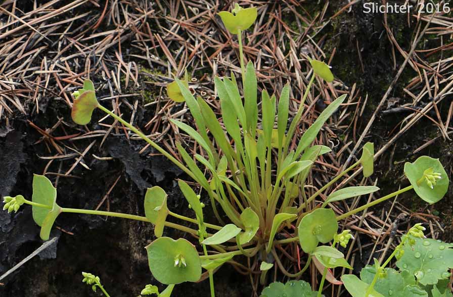 Linear-leaved Springbeauty, Streambank Springbeauty: Claytonia parviflora ssp. parviflora (Synonyms: Claytonia perfoliata var. parviflora, Montia parviflora, Montia perfoliata var. parviflora)