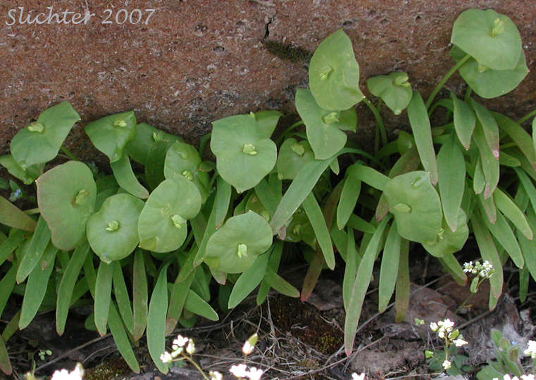 Linear-leaved Springbeauty, Streambank Springbeauty: Claytonia parviflora ssp. parviflora (Synonyms: Claytonia perfoliata var. parviflora, Montia parviflora, Montia perfoliata var. parviflora)