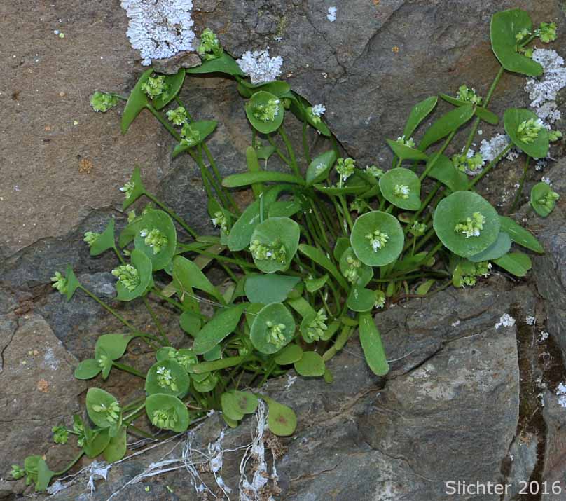 Cuban Spinach, Miner's Lettuce, Winter Purslane: Claytonia perfoliata ssp. intermontana (Synonym: Claytonia perfoliata var. intermontana)