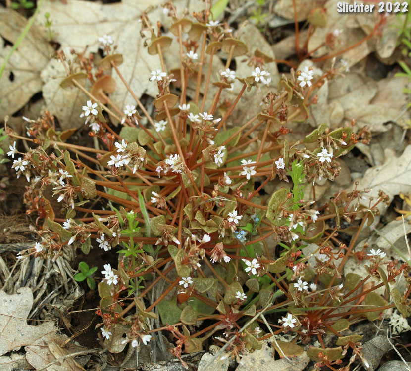 Erubescent Miner's Lettuce, Red Miner's Lettuce, Redstem Springbeauty: Claytonia rubra ssp. rubra (Synonyms: Montia perfoliata (in part), Montia rubra)