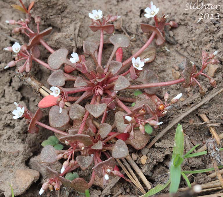 Erubescent Miner's Lettuce, Red Miner's Lettuce, Redstem Springbeauty: Claytonia rubra ssp. rubra (Synonyms: Montia perfoliata (in part), Montia rubra)