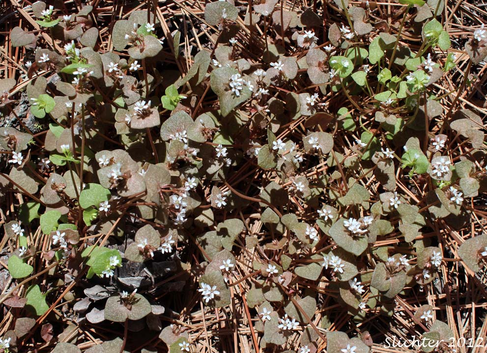 Erubescent Miner's Lettuce, Red Miner's Lettuce, Redstem Springbeauty: Claytonia rubra ssp. rubra (Synonyms: Montia perfoliata (in part), Montia rubra)
