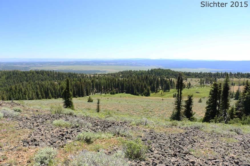 Habitat of Great Basin Springbeauty, Umbellate Springbeauty: Claytonia umbellata