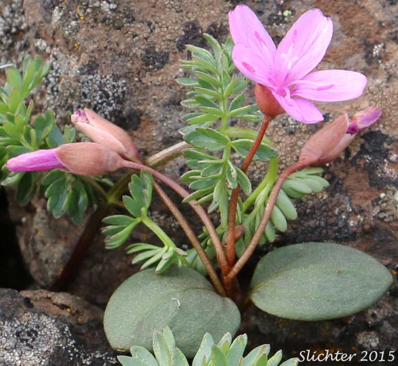 Great Basin Springbeauty, Umbellate Springbeauty: Claytonia umbellata