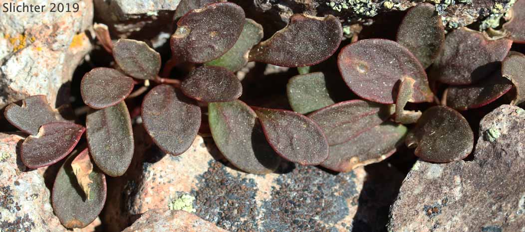 Great Basin Springbeauty, Umbellate Springbeauty: Claytonia umbellata