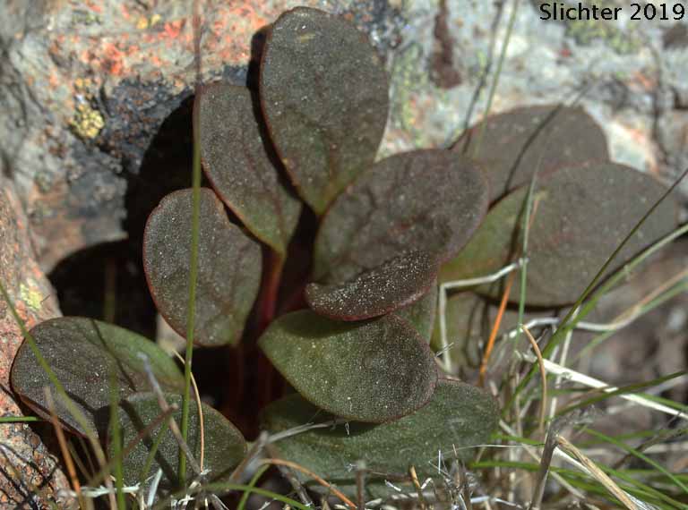 Great Basin Springbeauty, Umbellate Springbeauty: Claytonia umbellata