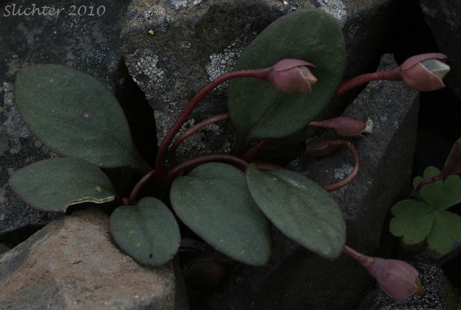Great Basin Springbeauty, Umbellate Springbeauty: Claytonia umbellata