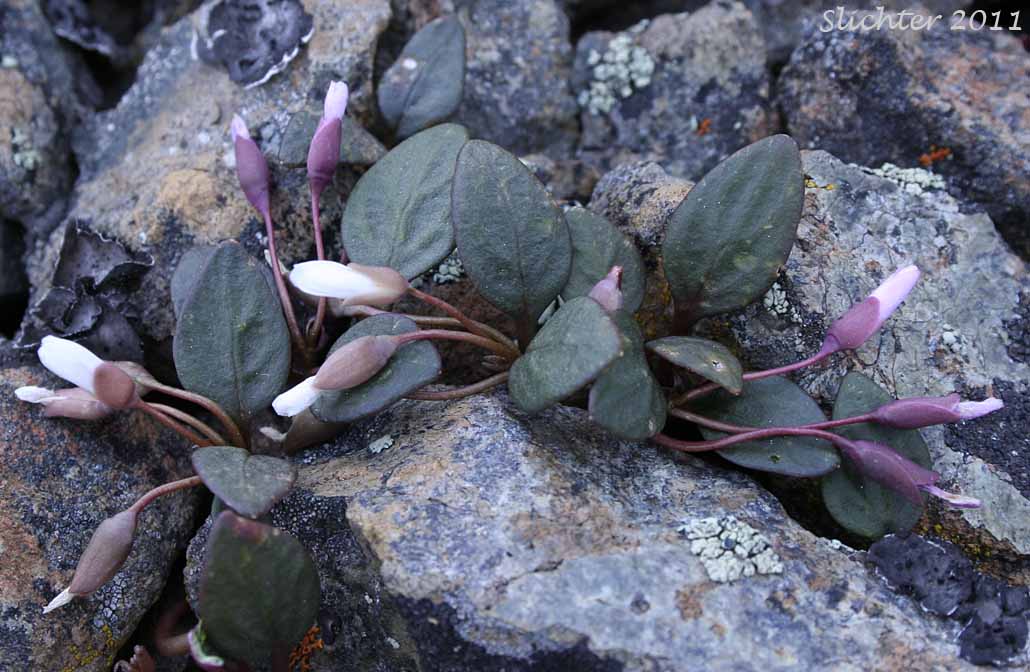 Great Basin Springbeauty, Umbellate Springbeauty: Claytonia umbellata