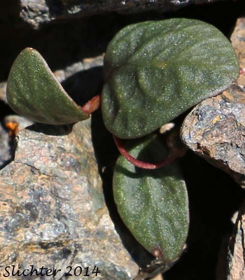 Great Basin Springbeauty, Umbellate Springbeauty: Claytonia umbellata