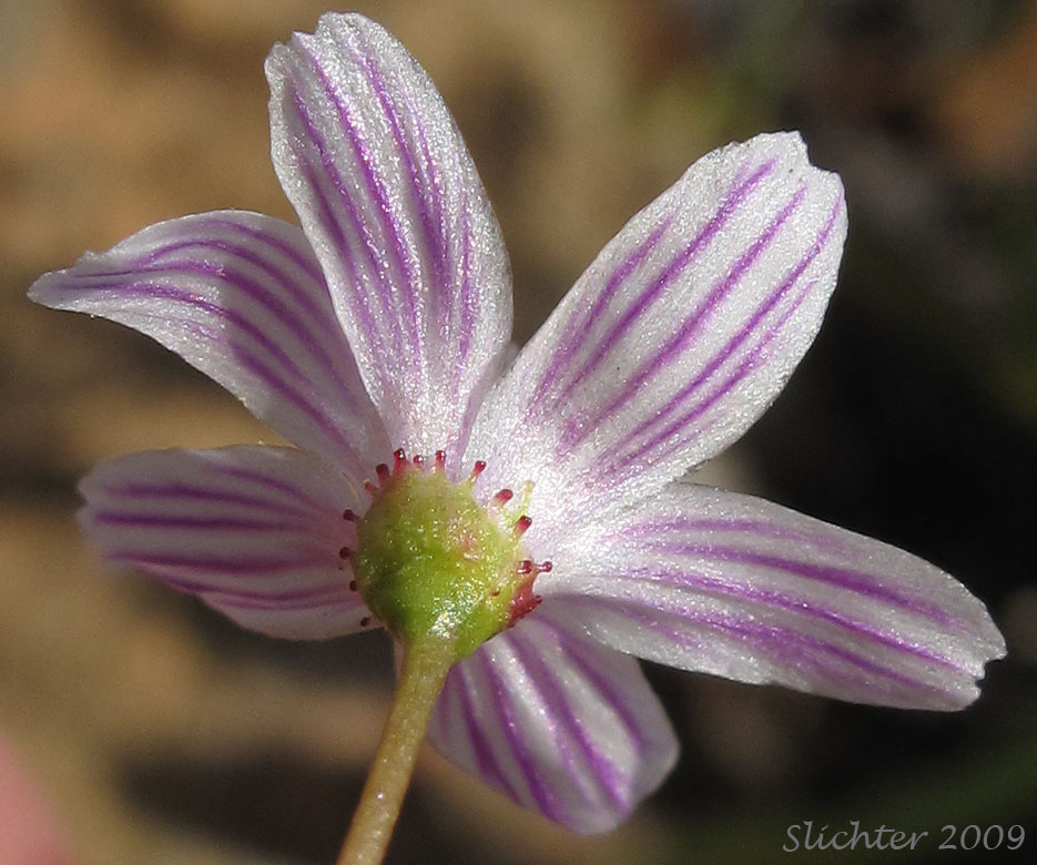 Calyx of Columbia Lewisia: Lewisia columbiana var. columbiana