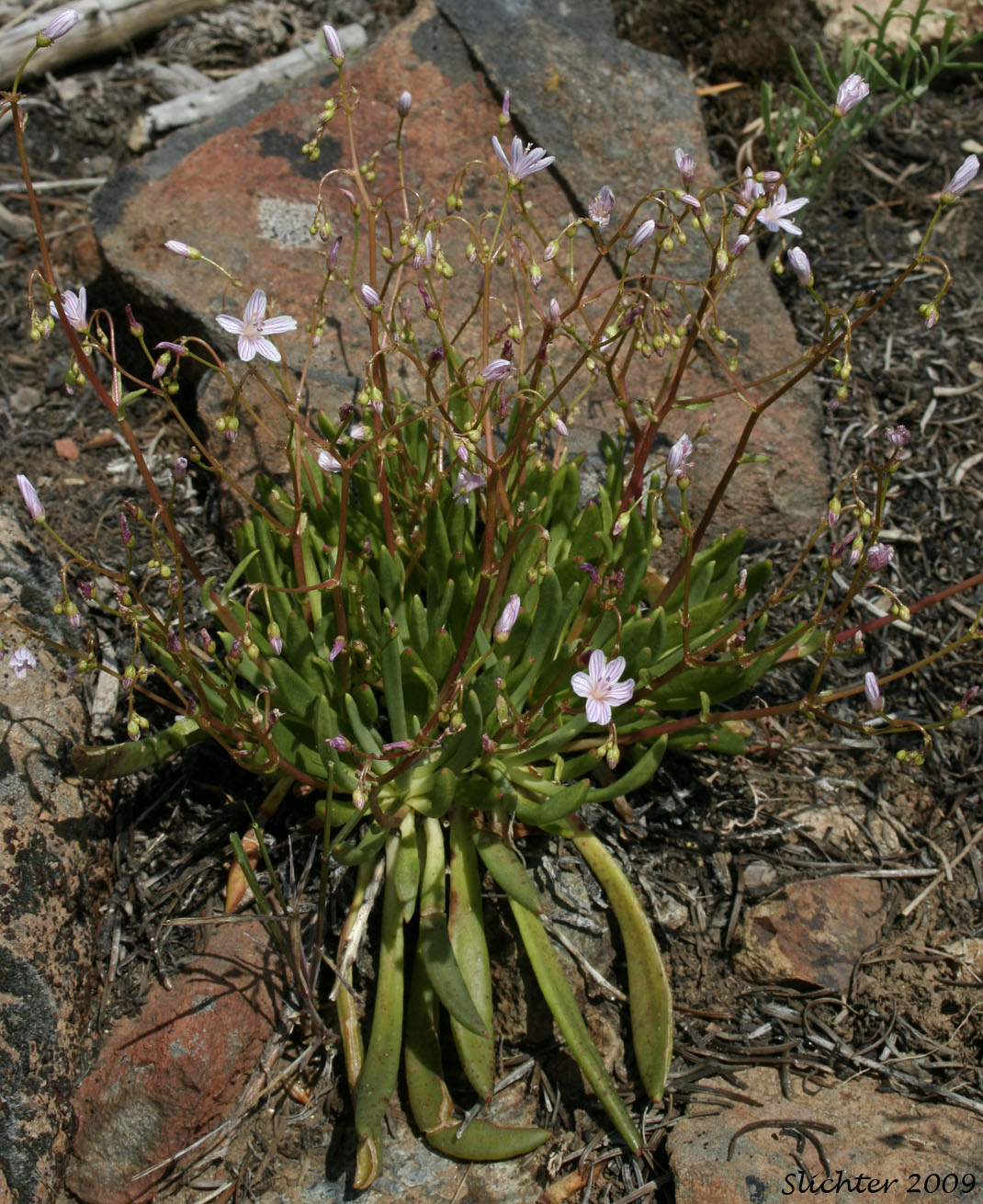 Columbia Lewisia: Lewisia columbiana var. columbiana