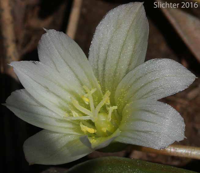 Nevada Bitter-root, Nevada Lewisia: Lewisia nevadensis (Synonyms: Calandrinia nevadensis, Claytonia grayana, Lewisia bernardina, Lewisia minima, Lewisia pygmaea var. nevadensis, Oreobroma nevadensis)