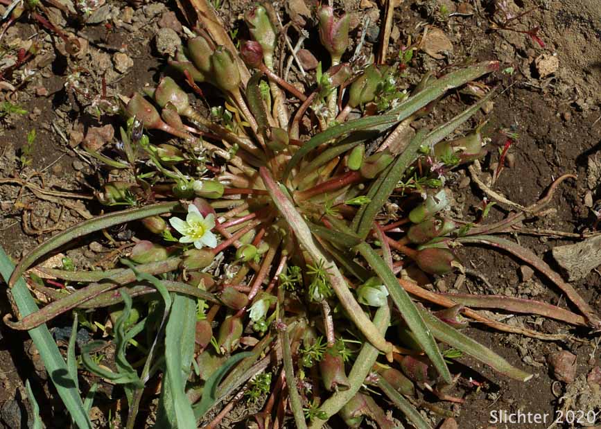 Nevada Bitter-root, Nevada Lewisia: Lewisia nevadensis (Synonyms: Calandrinia nevadensis, Claytonia grayana, Lewisia bernardina, Lewisia minima, Lewisia pygmaea var. nevadensis, Oreobroma nevadensis)