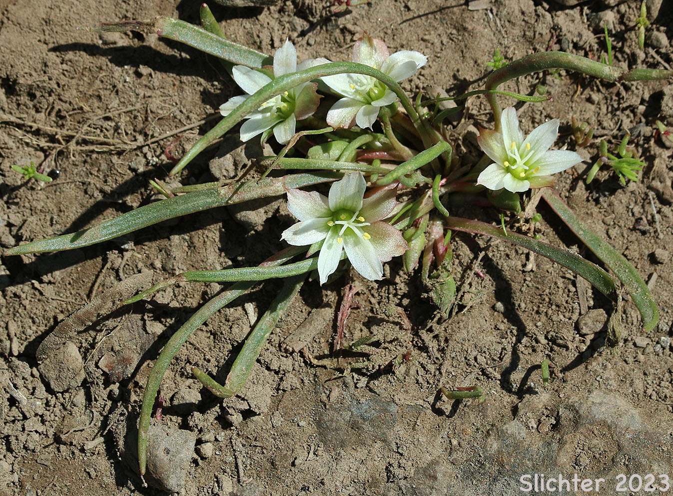 Nevada Bitter-root, Nevada Lewisia: Lewisia nevadensis (Synonyms: Calandrinia nevadensis, Claytonia grayana, Lewisia bernardina, Lewisia minima, Lewisia pygmaea var. nevadensis, Oreobroma nevadensis)