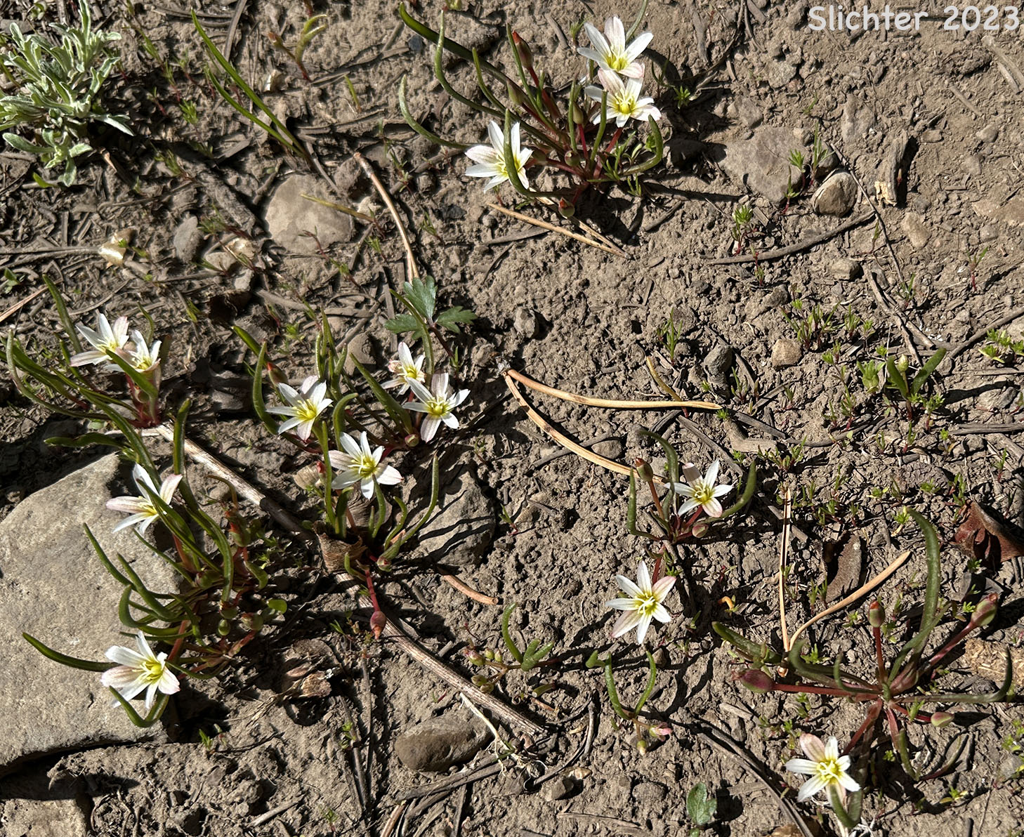 Habitat of Nevada Bitter-root, Nevada Lewisia: Lewisia nevadensis (Synonyms: Calandrinia nevadensis, Claytonia grayana, Lewisia bernardina, Lewisia minima, Lewisia pygmaea var. nevadensis, Oreobroma nevadensis)
