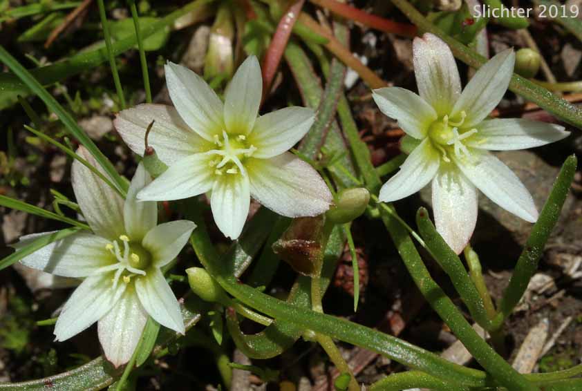 Nevada Bitter-root, Nevada Lewisia: Lewisia nevadensis (Synonyms: Calandrinia nevadensis, Claytonia grayana, Lewisia bernardina, Lewisia minima, Lewisia pygmaea var. nevadensis, Oreobroma nevadensis)