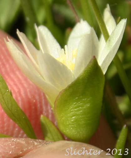 Nevada Bitter-root, Nevada Lewisia: Lewisia nevadensis (Synonyms: Calandrinia nevadensis, Claytonia grayana, Lewisia bernardina, Lewisia minima, Lewisia pygmaea var. nevadensis, Oreobroma nevadensis)