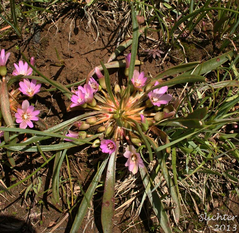Nevada Bitter-root, Nevada Lewisia: Lewisia nevadensis (Synonyms: Calandrinia nevadensis, Claytonia grayana, Lewisia bernardina, Lewisia minima, Lewisia pygmaea var. nevadensis, Oreobroma nevadensis)