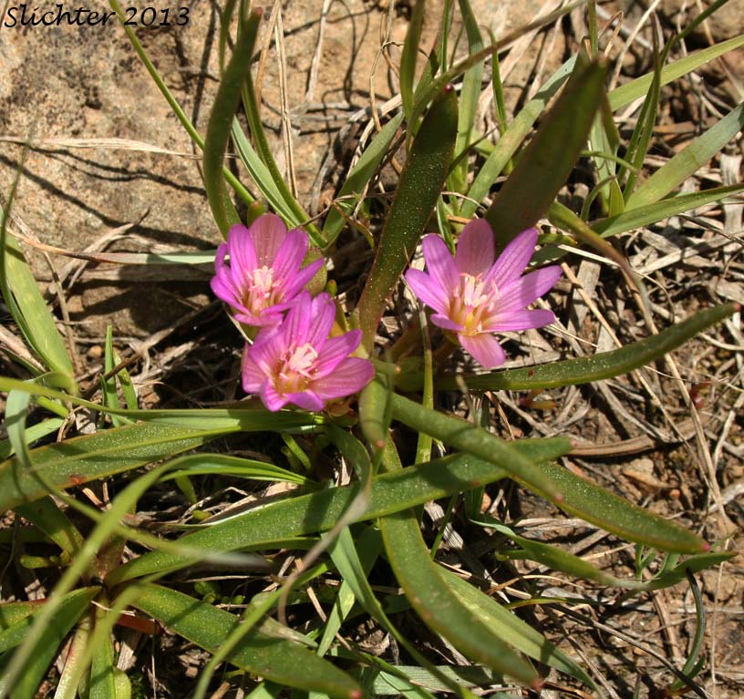 Nevada Bitter-root, Nevada Lewisia: Lewisia nevadensis (Synonyms: Calandrinia nevadensis, Claytonia grayana, Lewisia bernardina, Lewisia minima, Lewisia pygmaea var. nevadensis, Oreobroma nevadensis)