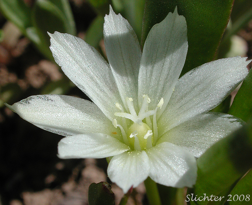 Close-up of a flower of Nevada Bitter-root, Nevada Lewisia: Lewisia nevadensis (Synonyms: Calandrinia nevadensis, Claytonia grayana, Lewisia bernardina, Lewisia minima, Lewisia pygmaea var. nevadensis, Oreobroma nevadensis)