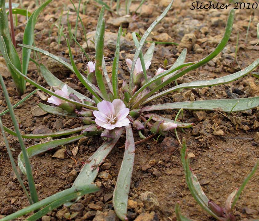 Nevada Bitter-root, Nevada Lewisia: Lewisia nevadensis (Synonyms: Calandrinia nevadensis, Claytonia grayana, Lewisia bernardina, Lewisia minima, Lewisia pygmaea var. nevadensis, Oreobroma nevadensis)
