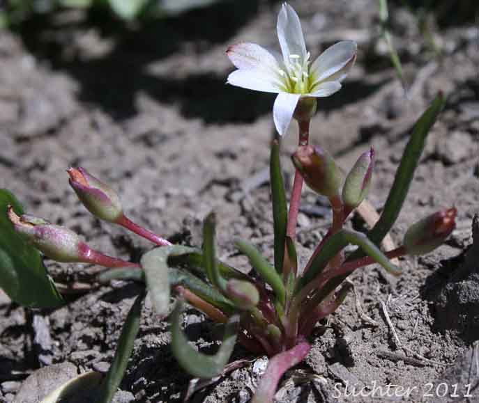 Nevada Bitter-root, Nevada Lewisia: Lewisia nevadensis (Synonyms: Calandrinia nevadensis, Claytonia grayana, Lewisia bernardina, Lewisia minima, Lewisia pygmaea var. nevadensis, Oreobroma nevadensis)