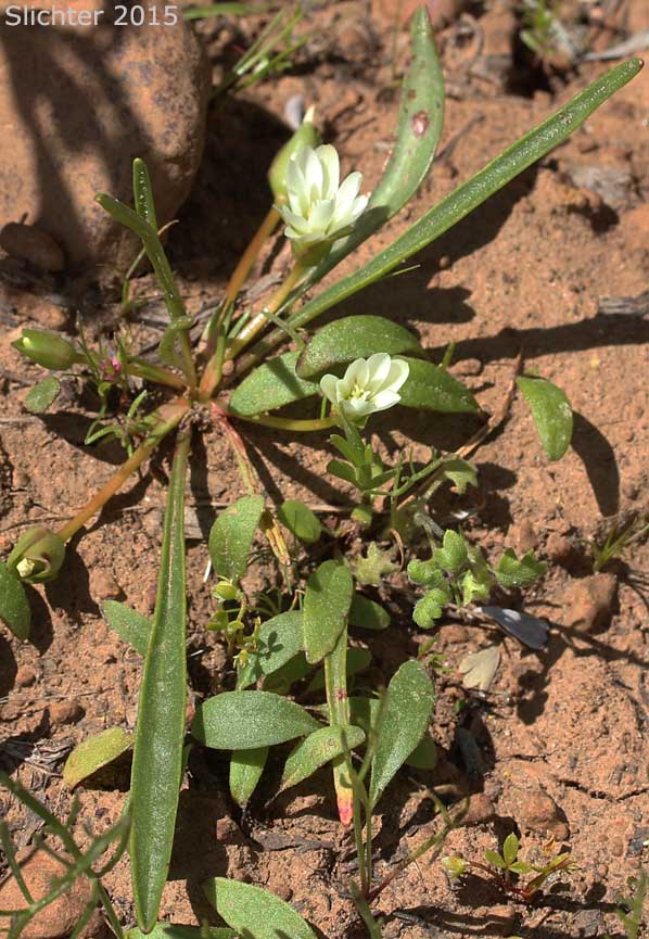 Alpine Lewisia, Alpine Bitter-root, Dwarf Lewisia, Pygmy Lewisia: Lewisia pygmaea (Synonyms: Calandrinia grayi, Calandrinia pygmaea, Lewisia exarticulata, Lewisia glandulosa, Lewisia minima, Lewisia pygmaea var. aridorum, Lewisia pygmaea var. pygmaea, Lewisia pygmaeum, Lewisia pygmaeum var. aridorum, Lewisia sierrae, Oreobroma aridorum, Oreobroma pygmaeum, Talinum pygmaeum)