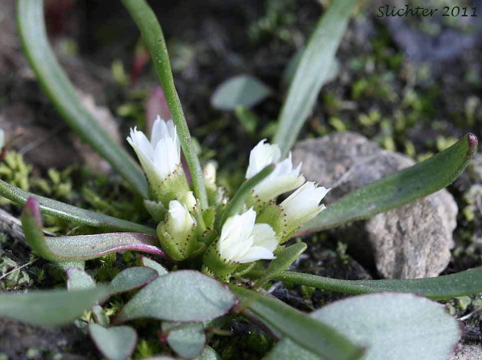 Alpine Lewisia, Alpine Bitter-root, Dwarf Lewisia, Pygmy Lewisia: Lewisia pygmaea (Synonyms: Calandrinia grayi, Calandrinia pygmaea, Lewisia exarticulata, Lewisia glandulosa, Lewisia minima, Lewisia pygmaea var. aridorum, Lewisia pygmaea var. pygmaea, Lewisia pygmaeum, Lewisia pygmaeum var. aridorum, Lewisia sierrae, Oreobroma aridorum, Oreobroma pygmaeum, Talinum pygmaeum)